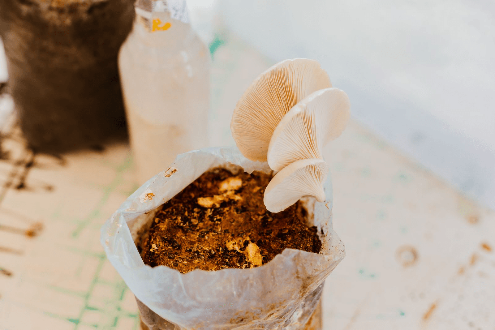 AgriTrade Hub – Transforming Wood Waste into Sustainable Solutions